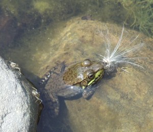 Photo by Vicky Lorencen