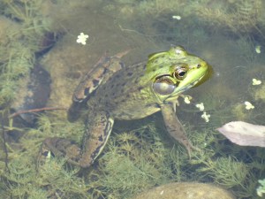 Photo by Vicky Lorencen