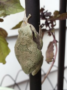 Photo by Vicky Lorencen