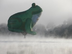 Frog in the fog