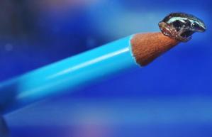 frog on a pencil