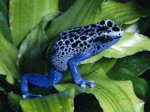blue frog