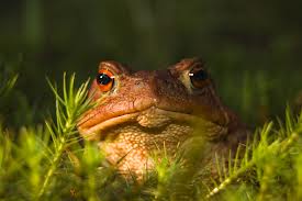 russian-frog