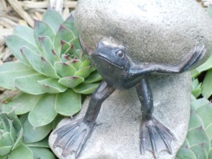 Frog on a Rock -- in my garden