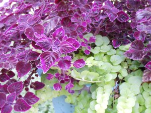 Photo by Vicky Lorencen