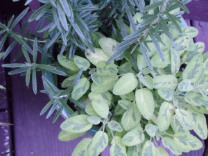 Photo by Vicky Lorencen