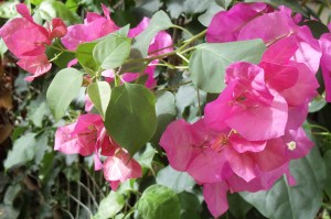 Photo by Vicky Lorencen