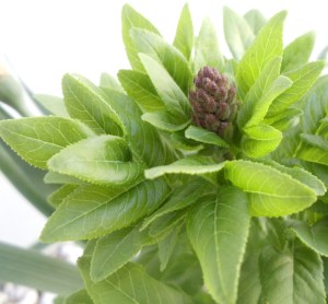 Photo by Vicky Lorencen