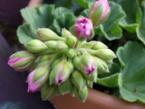 Photo by Vicky Lorencen