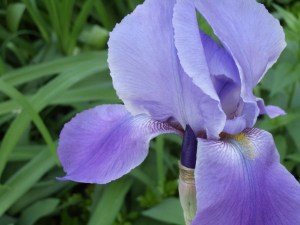 Photo by Vicky Lorencen