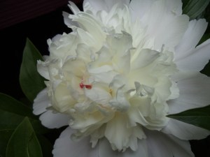 Photo by Vicky Lorencen