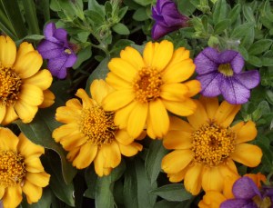 Photo by Vicky Lorencen