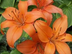 Photo by Vicky Lorencen