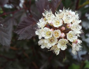 Photo by Vicky Lorencen