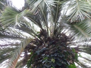 Photo by Vicky Lorencen Hidden Lake Gardens  Tipton, Michigan