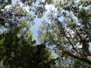 Photo by Vicky Lorencen Hidden Lake Gardens, Tipton, Michigan