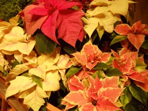 Photo by Vicky Lorencen