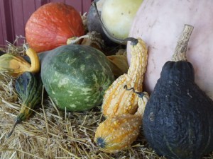 Photo by Vicky Lorencen