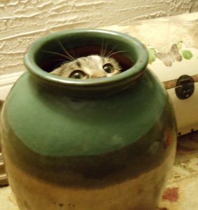 Finn the Kitten relates Photo by Vicky Lorencen