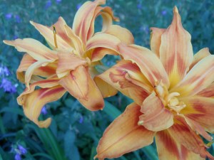 Photo by Vicky Lorencen