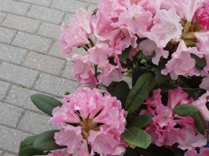 Photo by Vicky Lorencen