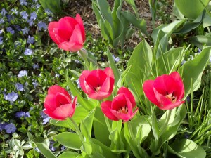 Photo by Vicky Lorencen