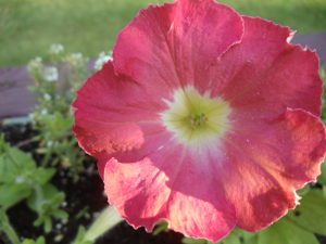 Photo by Vicky Lorencen