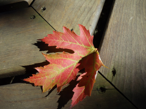 Photo by Vicky Lorencen