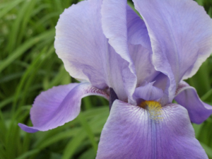 Photo by Vicky Lorencen