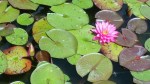 water lilly